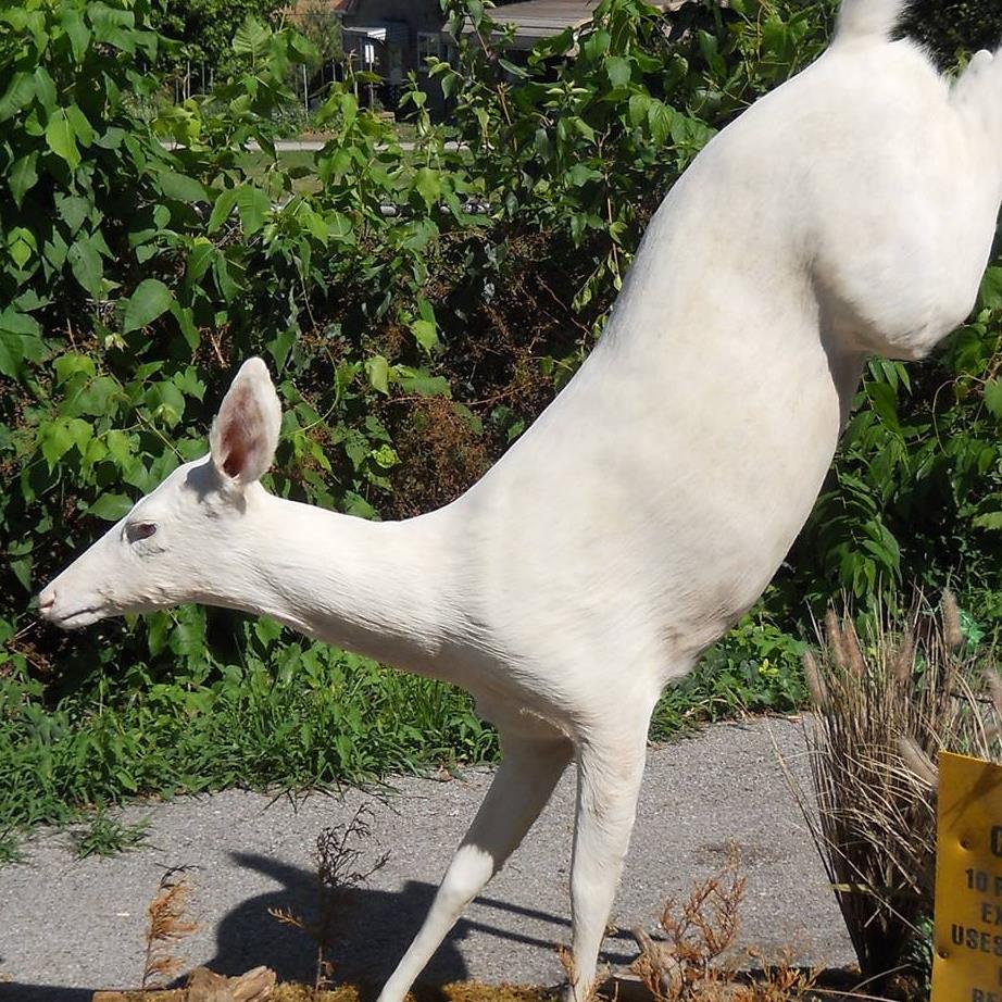 stuffed albino deer