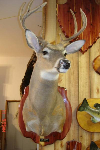 From Larry's Lifelike Taxidermy