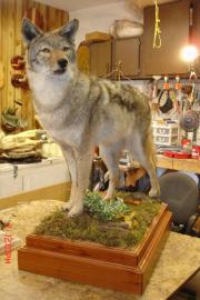 taxidermy wolf